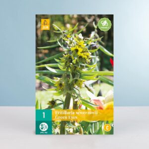 Kaiserkrone 'Green Eyes' - 1 Zwiebel