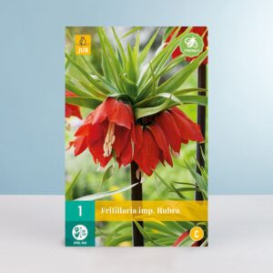 Kaiserkrone 'Rubra' - 1 Zwiebel