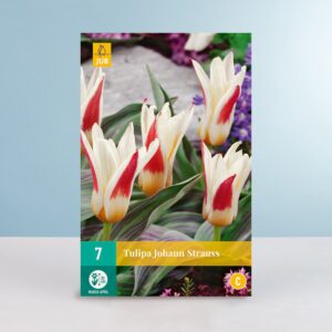 Kaufmanniana-Tulpe 'Johann Strauss' - 7 Zwiebeln