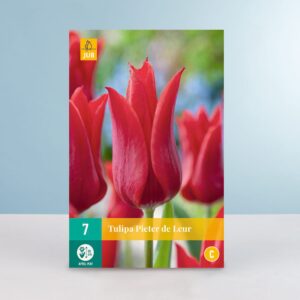 Lilienblütige Tulpe 'Pieter de Leur' - 7 Zwiebeln