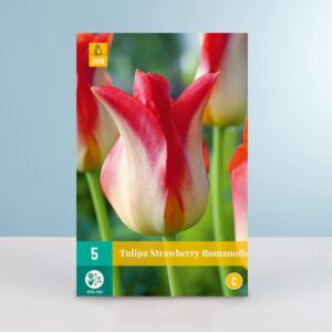 Lilienblütige Tulpe 'Strawberry Romanoff' - 5 Zwiebeln