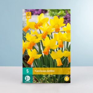 Mini-Narzisse 'Jetfire' - 5 Zwiebeln
