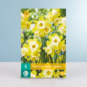 Narzisse 'Hunter Sunrise' - 5 Zwiebeln