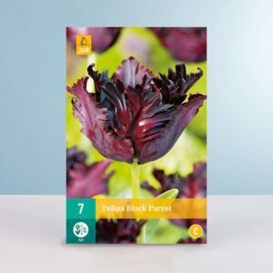 Papageien-Tulpe 'Black Parrot' - 7 Zwiebeln