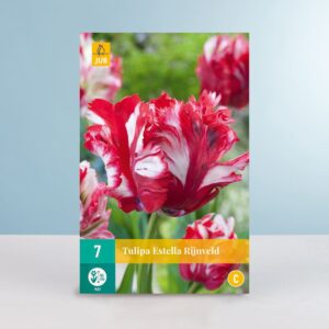 Papageien-Tulpe 'Estella Rijnveld' - 7 Zwiebeln