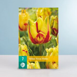 Papageien-Tulpe 'Texas Flame' - 7 Zwiebeln