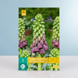 Persische Kaiserkrone 'Purple Favorite' - 1 Zwiebel