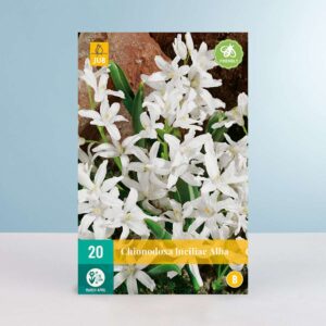 Schneeglanz 'Alba' - 20 Zwiebeln