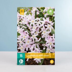 Schneeglanz 'Pink Giant' - 15 Zwiebeln