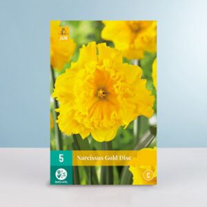 Schmetterlingsnarzisse 'Gold Disc' - 5 Zwiebeln