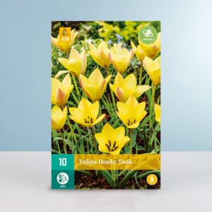 Botanische Tulpe 'HonkyTonk' - 10 Zwiebeln