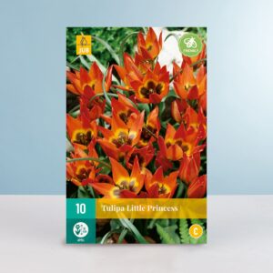 Botanische Tulpe 'Little Princess' - 10 Zwiebeln