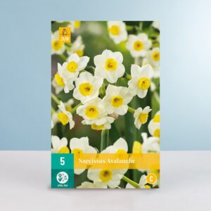 Tazetten-Narzisse 'Avalanche' - 5 Zwiebeln