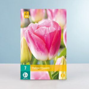 Triumph Tulpe 'Dynasty' - 7 Zwiebeln