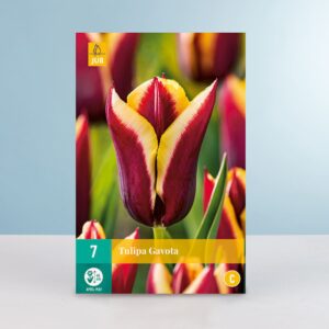 Triumph Tulpe 'Gavota' - 7 Zwiebeln