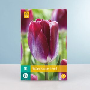 Triumph Tulpe 'Kansas Proud' - 10 Zwiebeln