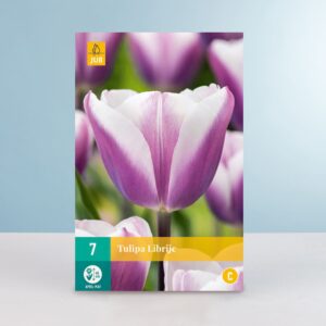 Triumph Tulpe 'Librije' - 7 Zwiebeln