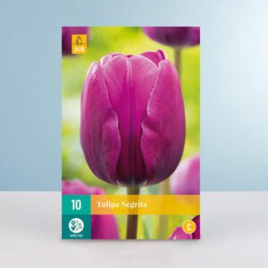 Triumph Tulpe 'Negrita' - 10 Zwiebeln