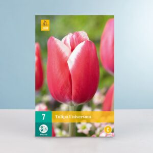Triumph Tulpe 'Universum' - 7 Zwiebeln