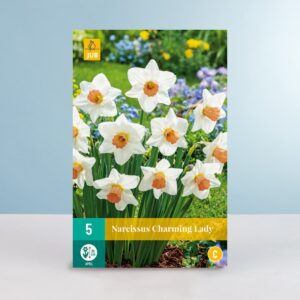 Trompeten-Narzisse 'Charming Lady' - 5 Zwiebeln
