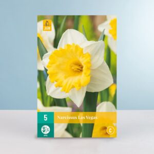 Trompeten-Narzisse 'Las Vegas' - 5 Zwiebeln