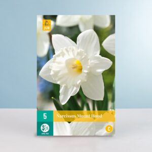 Trompeten-Narzisse 'Mount Hood' - 5 Zwiebeln