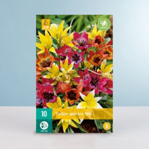 Tulpen 'Species' Mix - 10 Zwiebeln