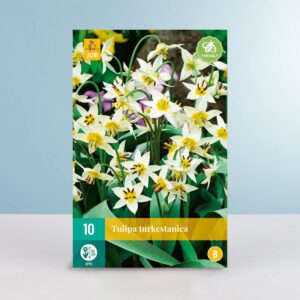 Botanische Tulpe 'Turkestanica' - 10 Zwiebeln