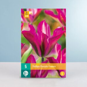 Viridiflora-Tulpe 'Purple Dance' - 5 Zwiebeln