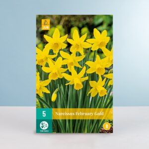 Zwerg-Narzisse 'February Gold' - 5 Zwiebeln