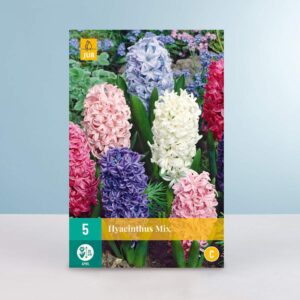 Einfache Hyazinthen Mix - 5 Zwiebeln