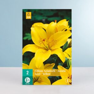 Asiatische Lilie - gelb - 2 Knollen