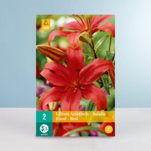 Asiatische Lilie - rot - 2 Knollen
