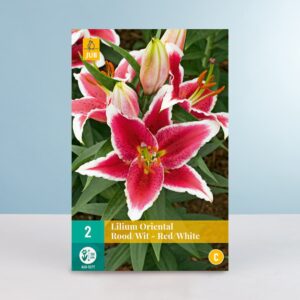 Orientalische Lilie - rot-weiss - 2 Zwiebeln