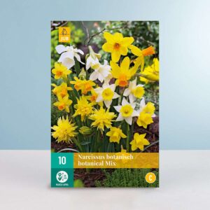 Botanischer Narzissen Mix - 10 Zwiebeln