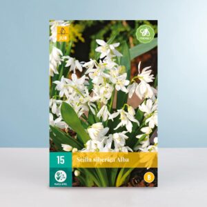 Scilla siberica 'Alba' - 15 Zwiebeln