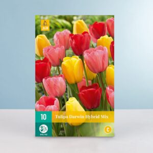 Tulpen 'Darwin Hybrid' Mix - 10 Zwiebeln