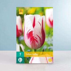 Einfache späte Tulpe 'Sorbet' - 7 Zwiebeln