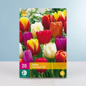 Tulpen 'Triumph' Mix - 20 Zwiebeln