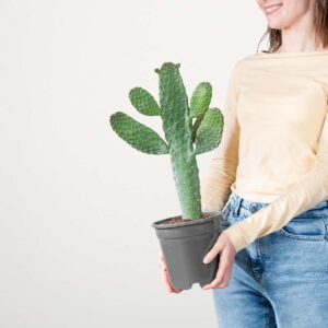 Feigenkaktus 'Consolea'