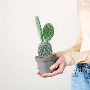 Feigenkaktus 'Pailana'