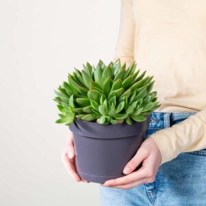 Echeveria 'Agavoides' M