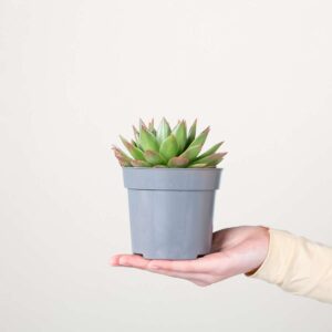 Echeveria 'Agavoides' S