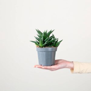 Haworthia 'Limifolia'