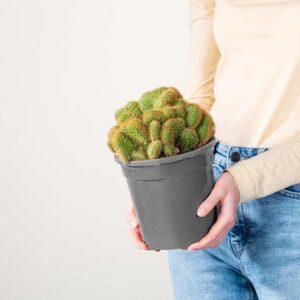 Hildewintera 'Cristata'