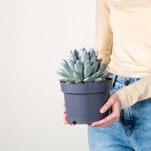 Pachyveria 'Draco' M