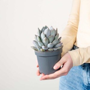 Pachyveria 'Draco' S