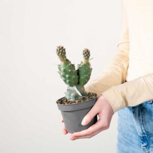 Papierstachelkaktus 'Articulatus'