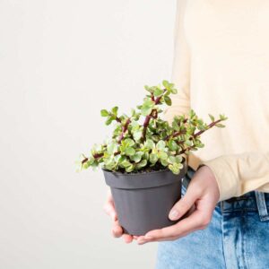 Speckbaum 'Variegata'