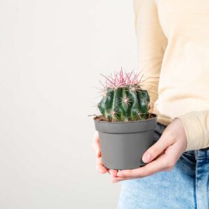 Teufelszungen-Kaktus 'Histrix'